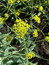 Isatis tinctoria, Waid, Färbepflanze, Färberpflanze, Pflanzenfarben,  färben, Klostergarten Seligenstadt